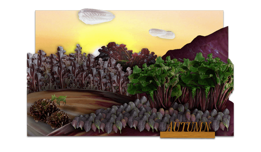 Fresh Express: Seasons Campaign Concept - Nick Perata