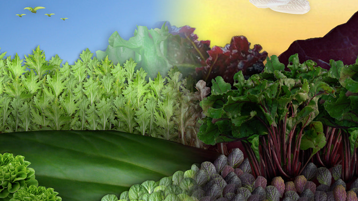 Fresh Express: Seasons Concept - Nick Perata